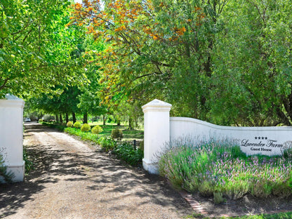 Lavender Farm Guest House Franschhoek Western Cape South Africa Garden, Nature, Plant