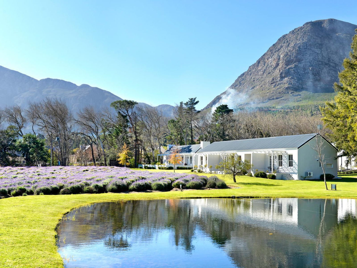 Lavender Farm Guest House Franschhoek Western Cape South Africa Complementary Colors, Mountain, Nature, Highland