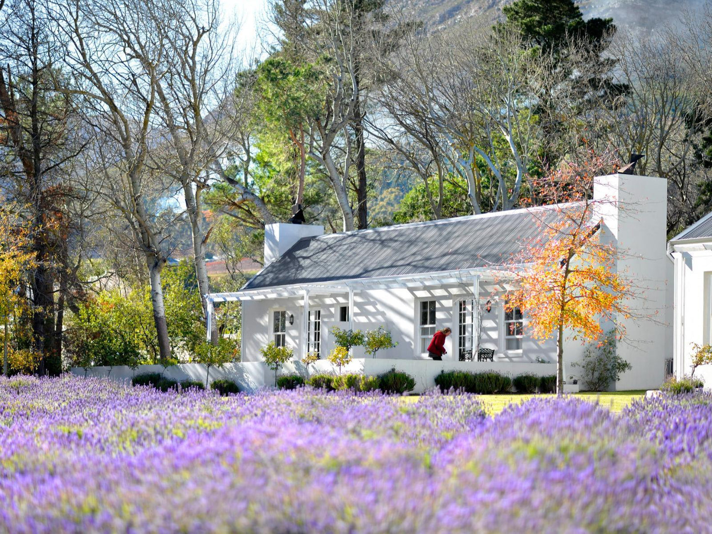 Honeymoon Suite @ Lavender Farm Guest House