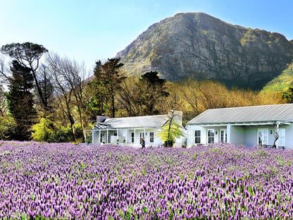 Honeymoon Suite @ Lavender Farm Guest House