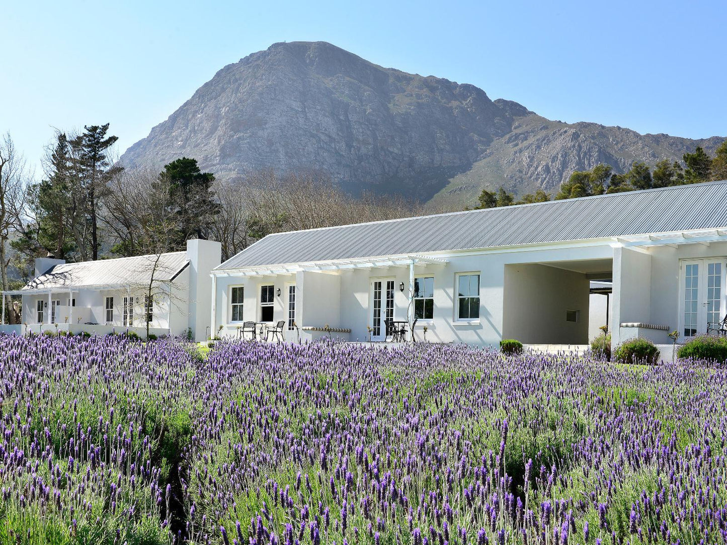 Lavender View Suite @ Lavender Farm Guest House