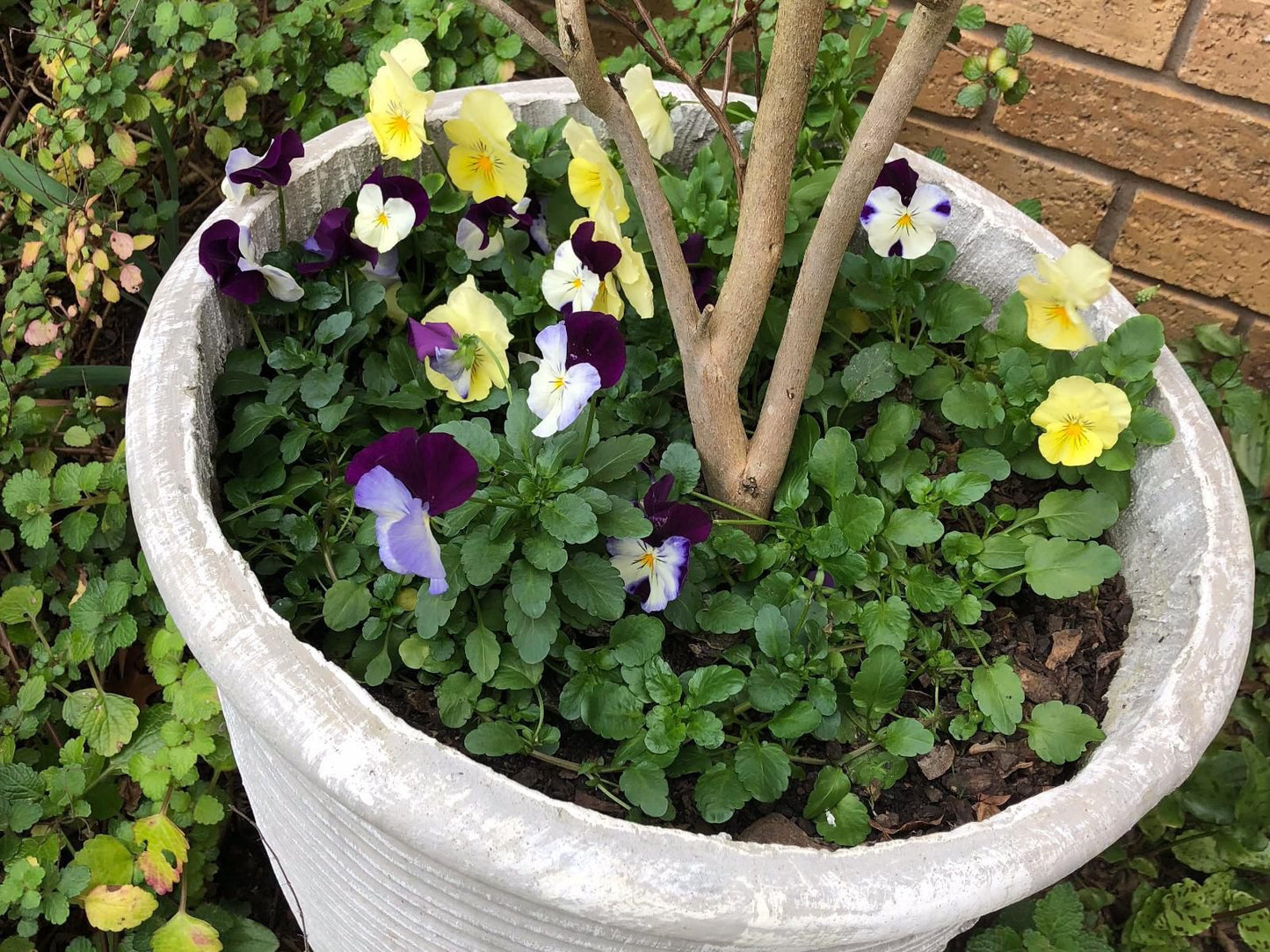 Lavender Lane Guest House Eden George Western Cape South Africa Flower, Plant, Nature, Garden