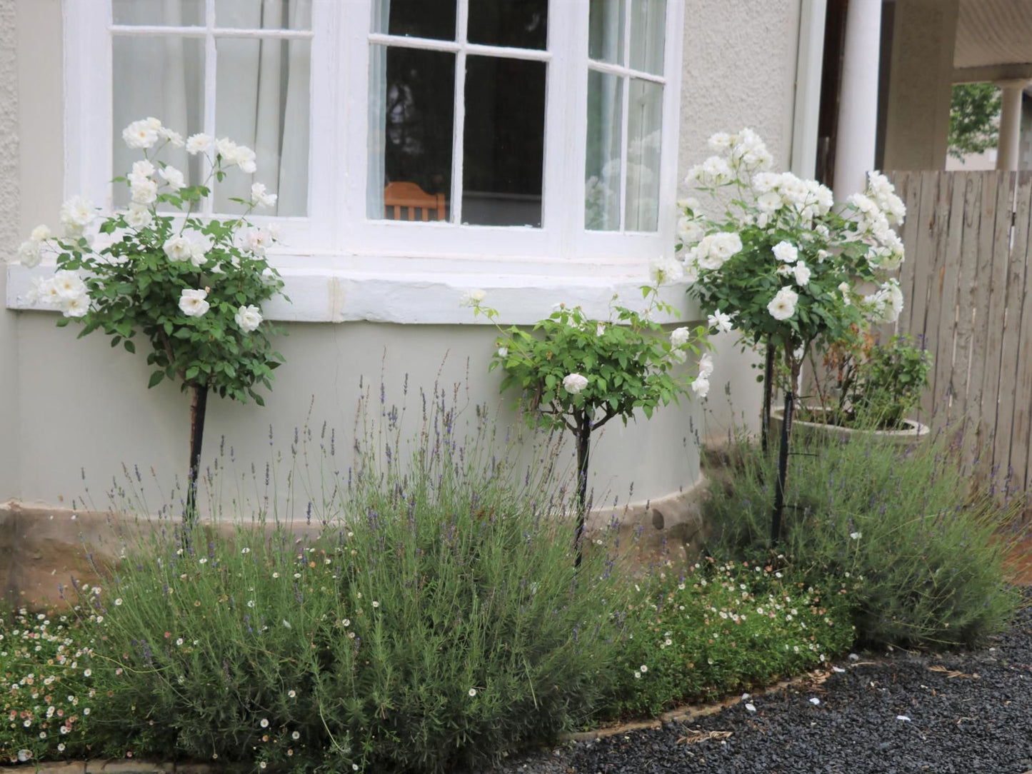 Lavender Lane Queenstown, House, Building, Architecture, Plant, Nature, Garden