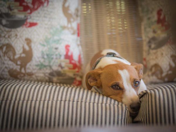 Lavender Trout Guest Farm Nottingham Road Kwazulu Natal South Africa Dog, Mammal, Animal, Pet