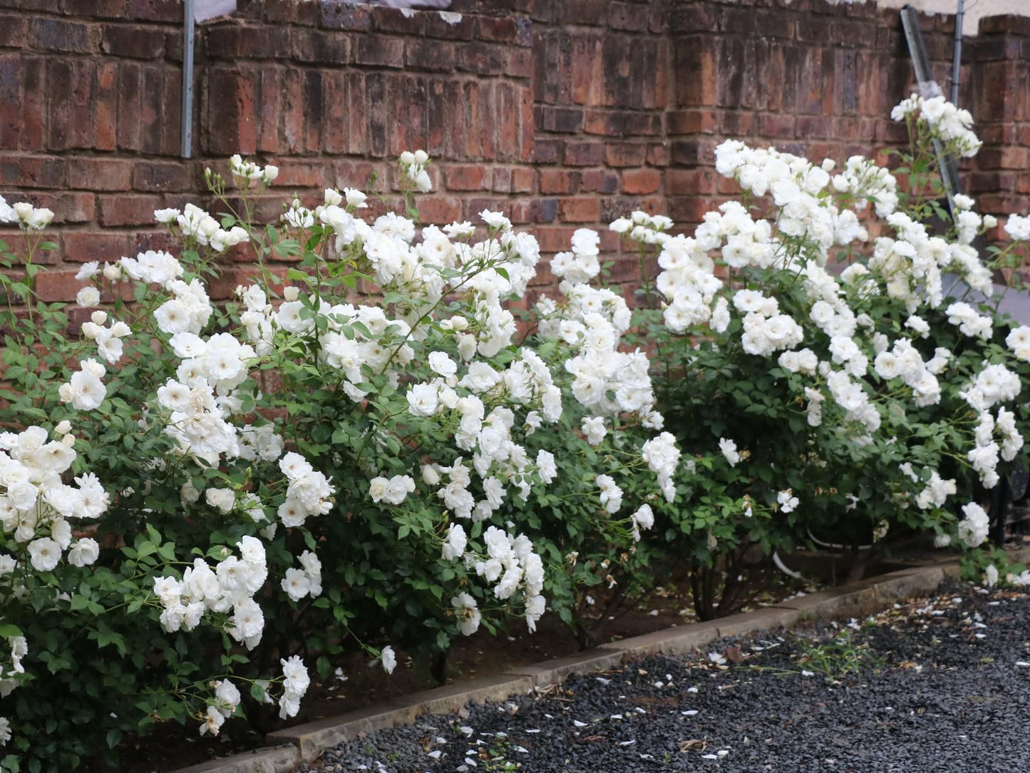 Lavender Lane Guest House Queenstown Eastern Cape South Africa Blossom, Plant, Nature, Flower, Garden