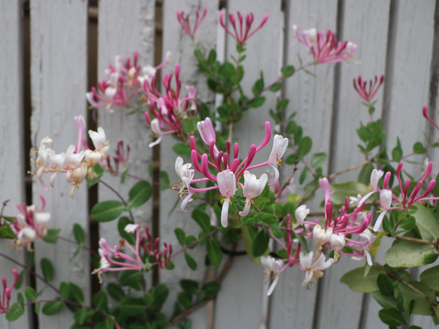 Lavender Lane Guest House Queenstown Eastern Cape South Africa Blossom, Plant, Nature, Flower