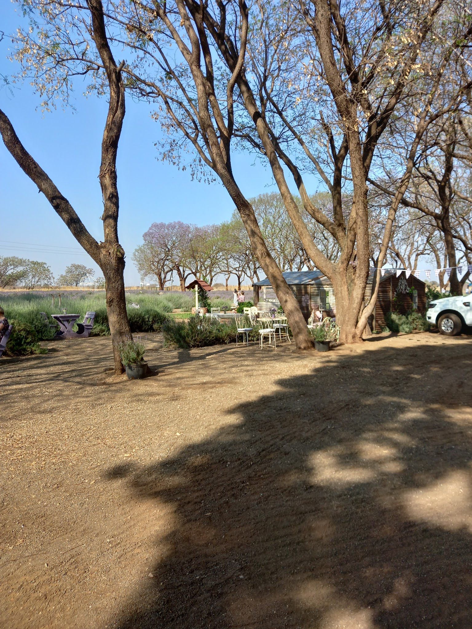 Lavender Place Parys Free State South Africa Complementary Colors, Plant, Nature