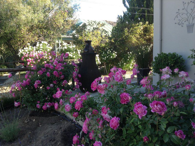 Lavenders Prince Albert Western Cape South Africa Plant, Nature, Rose, Flower, Garden