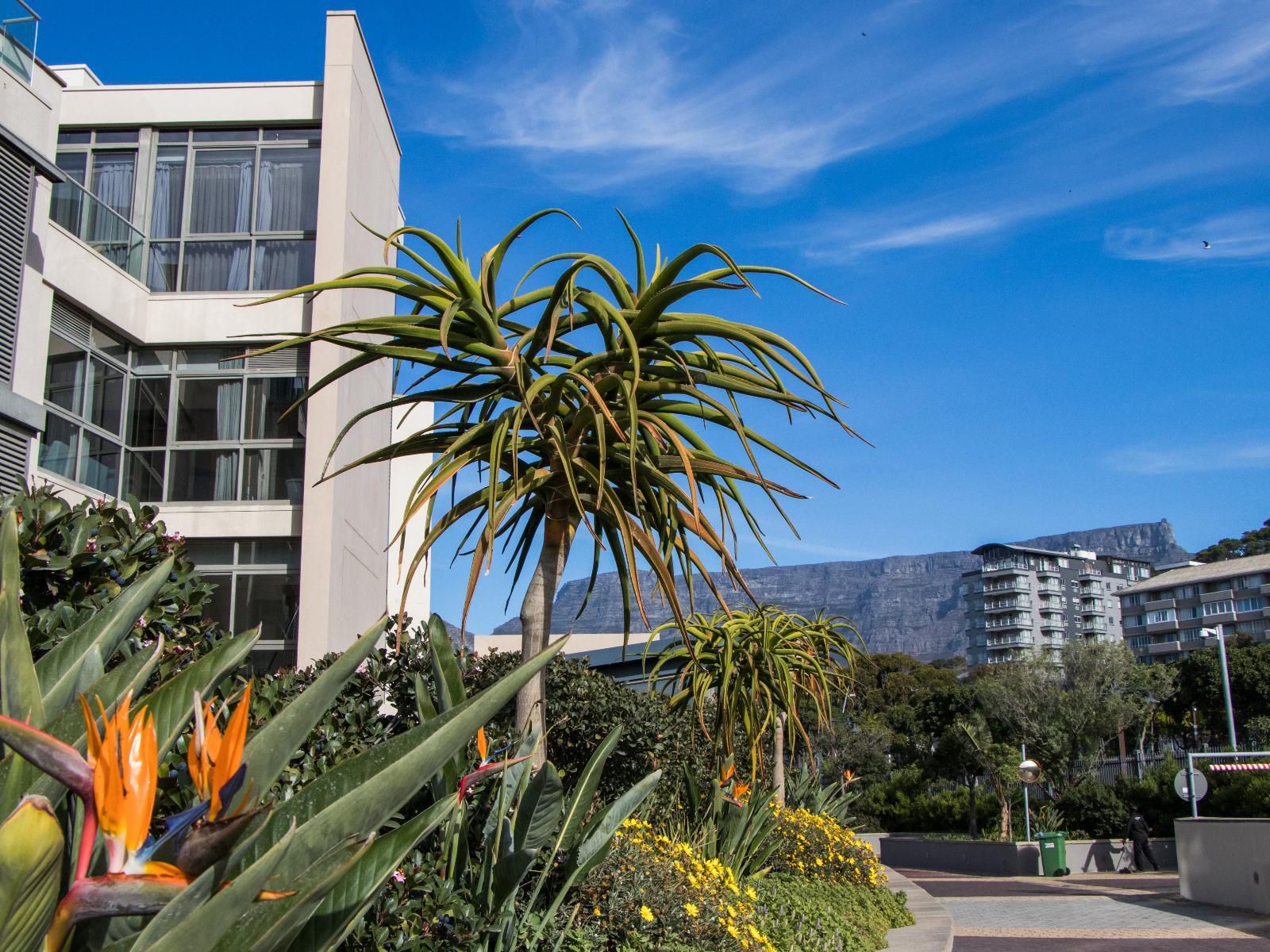 Lawhill Luxury Apartments V And A Waterfront Cape Town Western Cape South Africa Balcony, Architecture, House, Building, Palm Tree, Plant, Nature, Wood, Garden