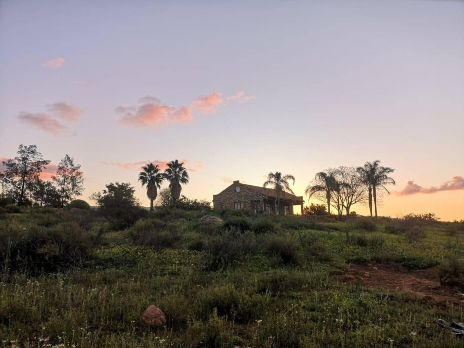 Lebanon Citrus Holiday Farm, Palm Tree, Plant, Nature, Wood, Desert, Sand