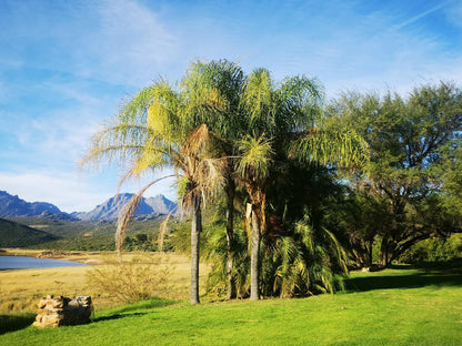 Lebanon Citrus Holiday Farm, Palm Tree, Plant, Nature, Wood