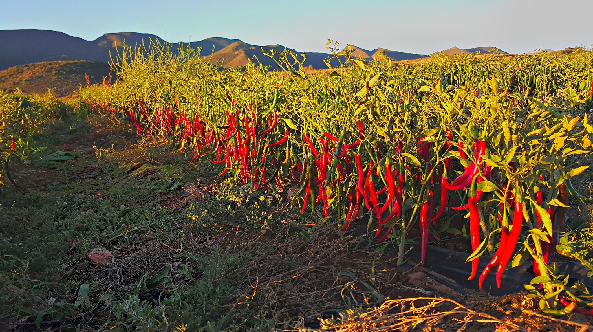 Le Domaine Self Catering Farm Cottages Montagu Western Cape South Africa Field, Nature, Agriculture, Vegetable, Food