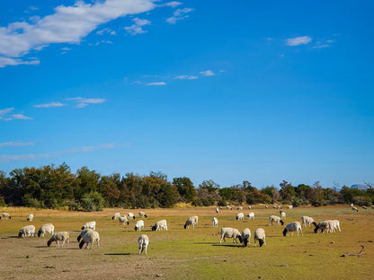 Grootfontein Farm House Karoo National Park Western Cape South Africa Complementary Colors, Colorful, Field, Nature, Agriculture, Lowland