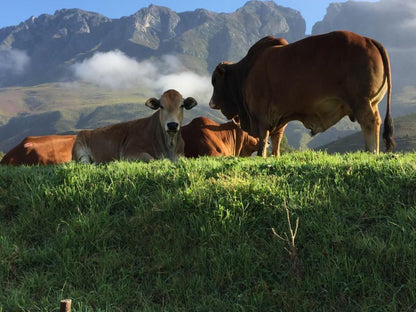 Leeurivier Onder Die Hoogte Swellendam Western Cape South Africa Cow, Mammal, Animal, Agriculture, Farm Animal, Herbivore