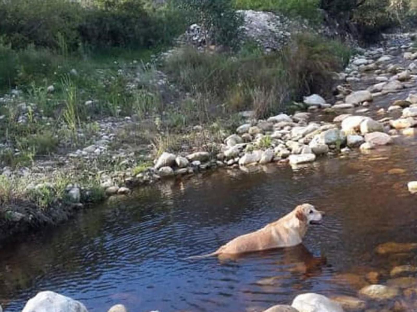 Leeurivier Onder Die Hoogte Swellendam Western Cape South Africa Dog, Mammal, Animal, Pet, River, Nature, Waters