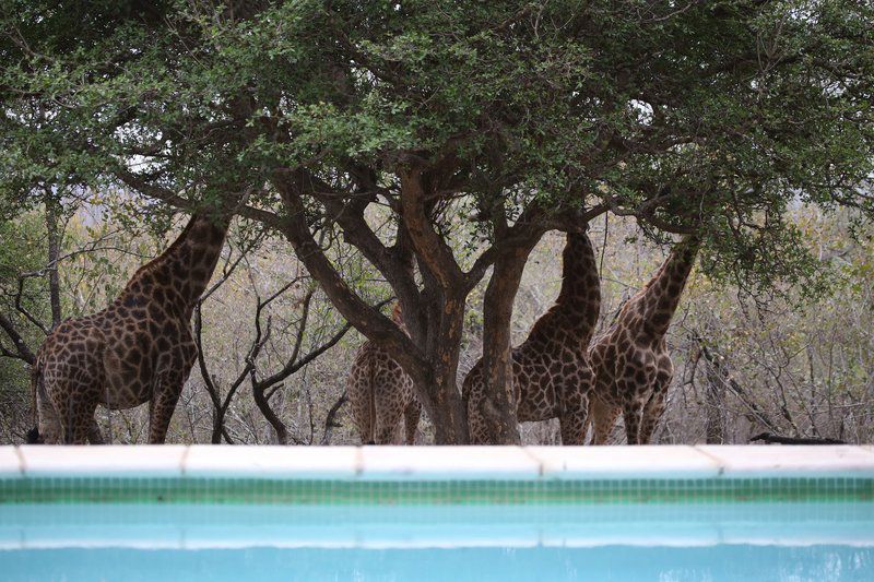 Leeus Villa Marloth Park Mpumalanga South Africa Giraffe, Mammal, Animal, Herbivore