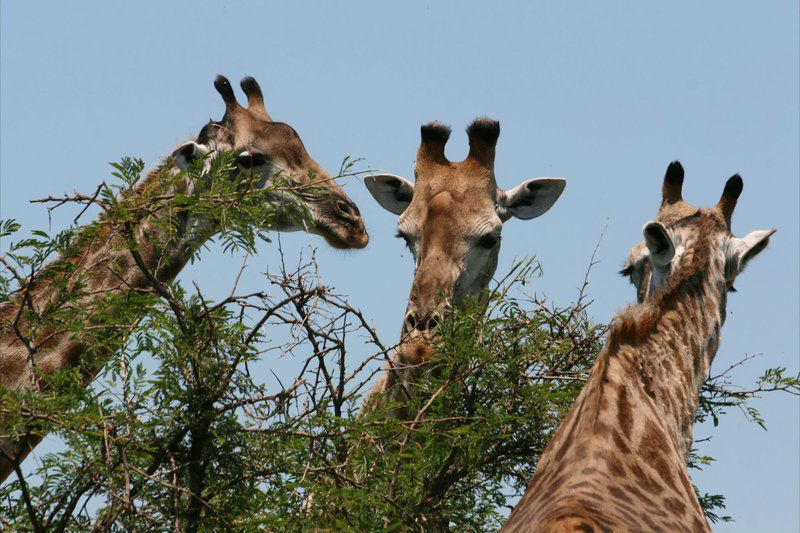 Leeus Villa Marloth Park Mpumalanga South Africa Complementary Colors, Animal