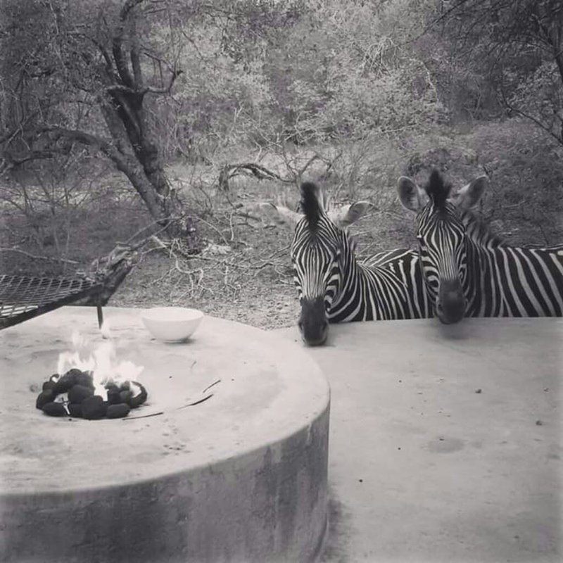 Leeus Villa Marloth Park Mpumalanga South Africa Colorless, Zebra, Mammal, Animal, Herbivore