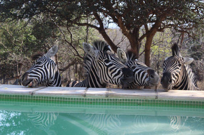 Leeus Villa Marloth Park Mpumalanga South Africa Zebra, Mammal, Animal, Herbivore