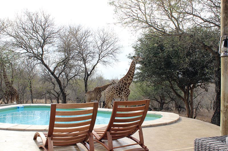 Leeus Villa Marloth Park Mpumalanga South Africa Animal