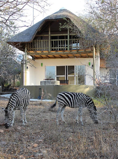 Leeus Villa Marloth Park Mpumalanga South Africa Unsaturated, Zebra, Mammal, Animal, Herbivore