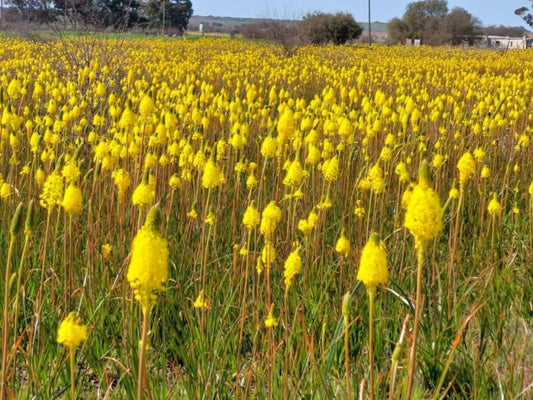 Clanwilliam Accommodation Clanwilliam Western Cape South Africa Colorful, Field, Nature, Agriculture, Meadow, Plant, Lowland