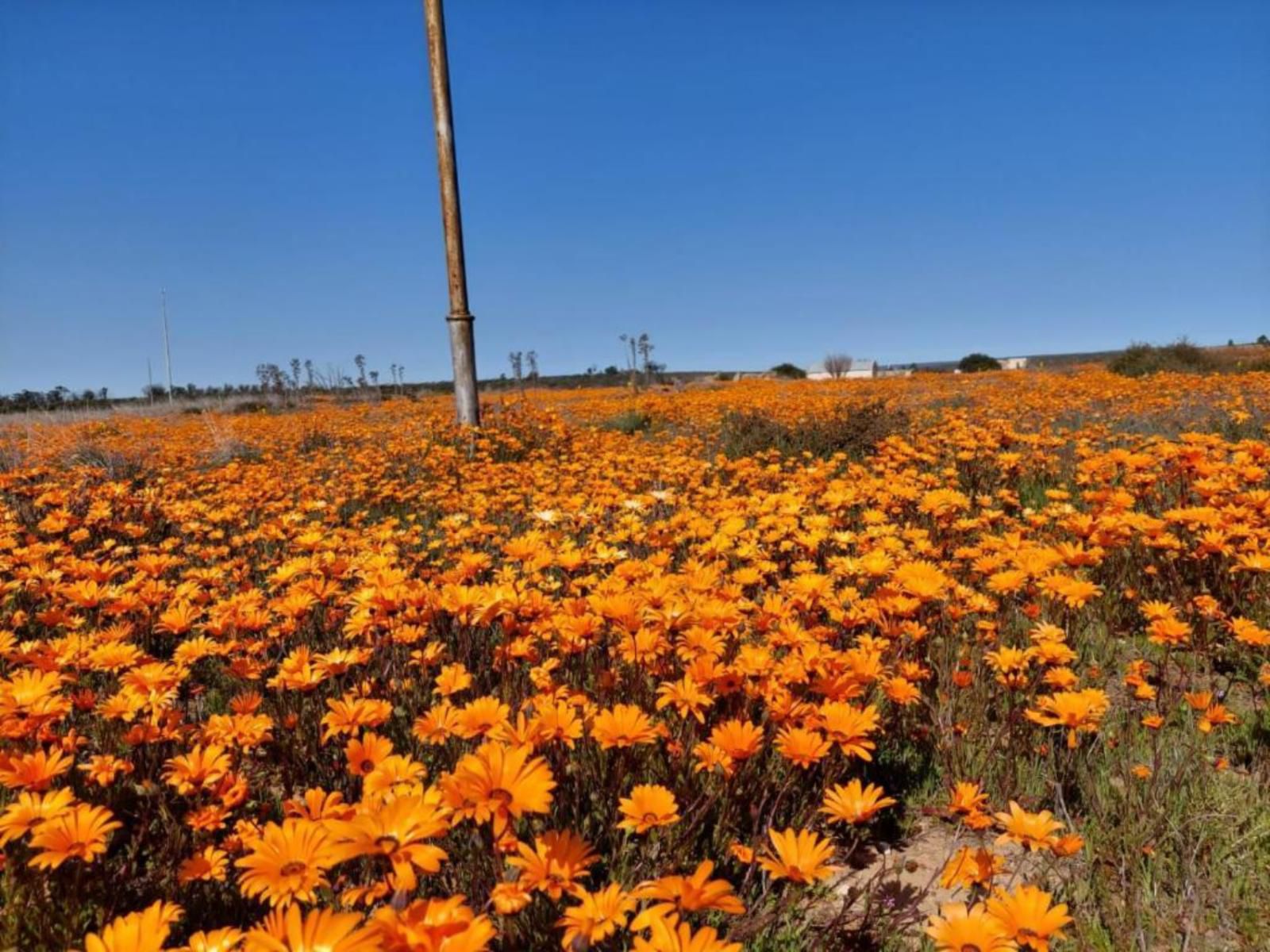 Clanwilliam Accommodation Clanwilliam Western Cape South Africa Complementary Colors, Colorful, Field, Nature, Agriculture, Plant, Sunflower, Flower, Lowland