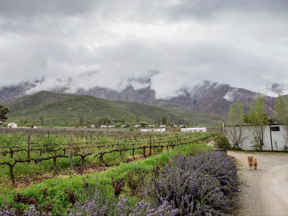 Leipzig Country House Nuy Western Cape South Africa Mountain, Nature, Highland