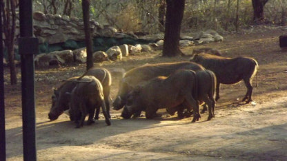 Leisure Kruger Lodge Marloth Park Mpumalanga South Africa Elephant, Mammal, Animal, Herbivore