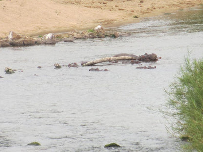 Leisure Kruger Lodge Marloth Park Mpumalanga South Africa River, Nature, Waters, Animal