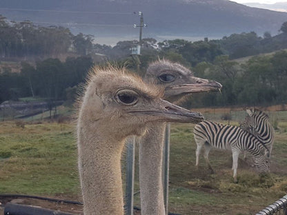 Lekkerdroom Farm Caledon Western Cape South Africa Unsaturated, Ostrich, Bird, Animal