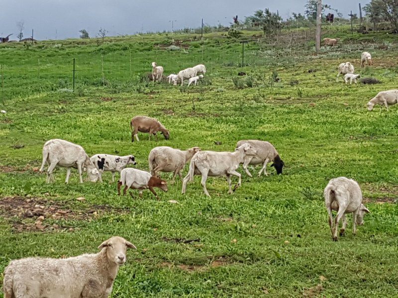 Lekkerdroom Farm Caledon Western Cape South Africa Sheep, Mammal, Animal, Agriculture, Farm Animal, Herbivore