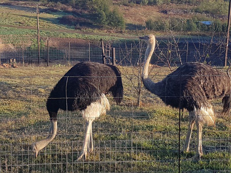 Lekkerdroom Farm Caledon Western Cape South Africa Ostrich, Bird, Animal