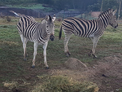 Lekkerdroom Farm Caledon Western Cape South Africa Unsaturated, Zebra, Mammal, Animal, Herbivore
