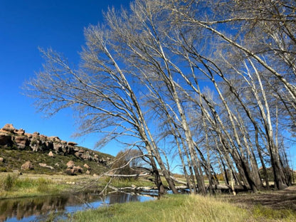 Leliekloof Lodge Jamestown Eastern Cape South Africa Tree, Plant, Nature, Wood