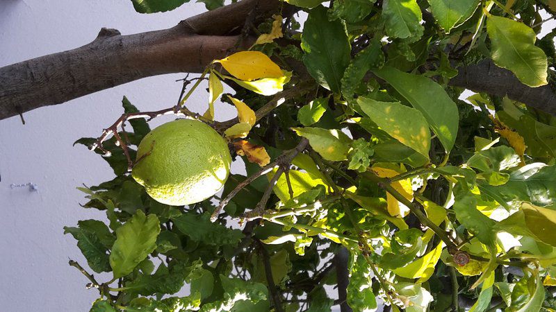 Lemon Tree Cottage Edgemead Cape Town Western Cape South Africa Tree, Plant, Nature, Wood, Food, Fruit