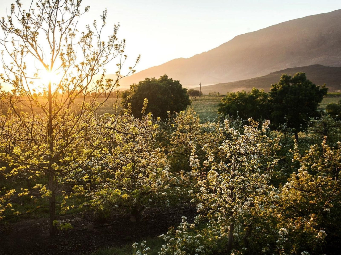 Lentelus Farmstay, Blossom, Plant, Nature