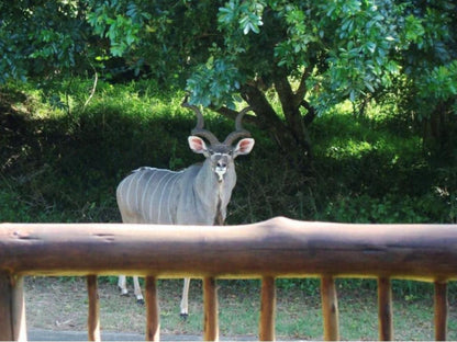 Leopard Corner Lodge, Animal