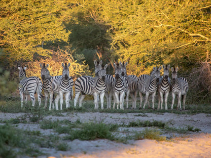 Leopard Plains Maun North West Botswana Zebra, Mammal, Animal, Herbivore