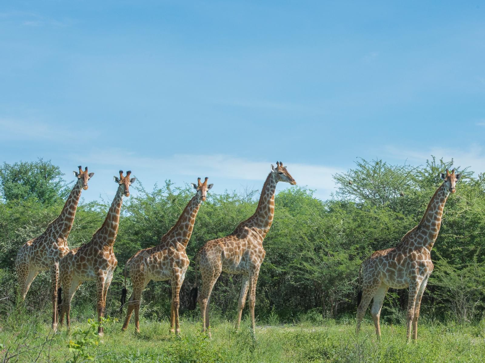 Leopard Plains Maun North West Botswana Complementary Colors, Giraffe, Mammal, Animal, Herbivore