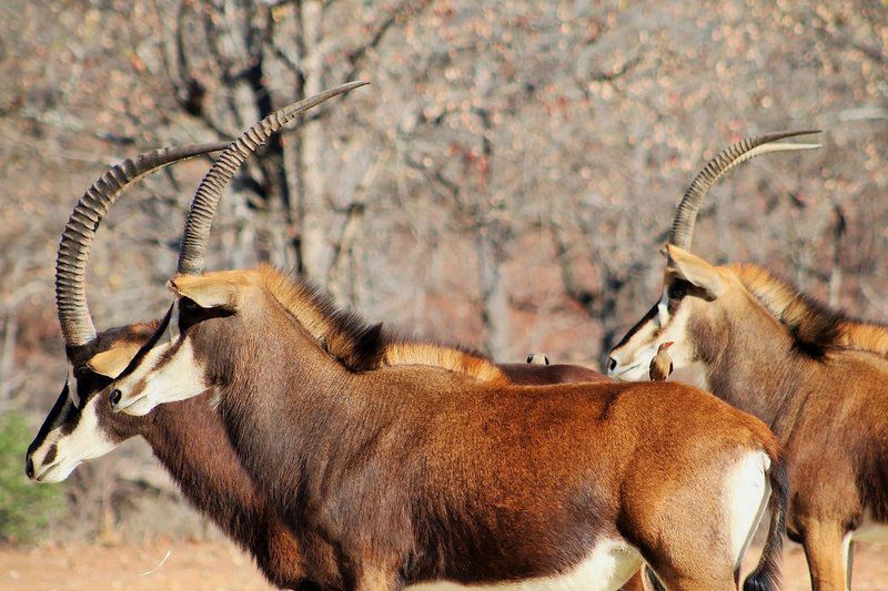 Leopard Rock Lodge Hoedspruit Limpopo Province South Africa Gnu, Mammal, Animal, Herbivore