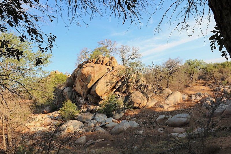 Leopard Rock Lodge Hoedspruit Limpopo Province South Africa Complementary Colors, Cactus, Plant, Nature