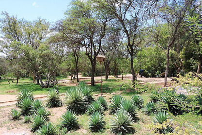 Leopard Rock Lodge Hoedspruit Limpopo Province South Africa Plant, Nature