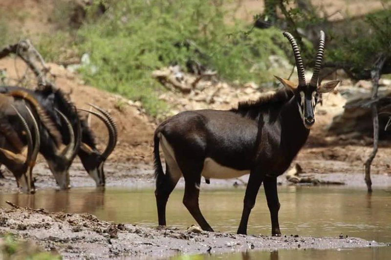 Leopard Rock Lodge Hoedspruit Limpopo Province South Africa Gnu, Mammal, Animal, Herbivore