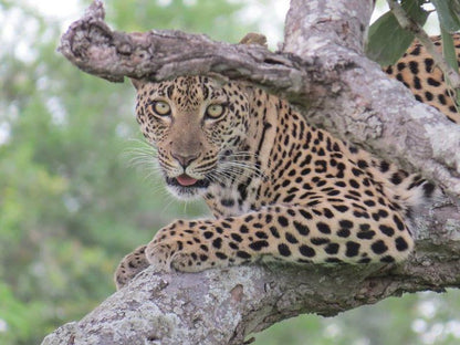 Leopard Rock Lodge Hoedspruit Limpopo Province South Africa Unsaturated, Leopard, Mammal, Animal, Big Cat, Predator