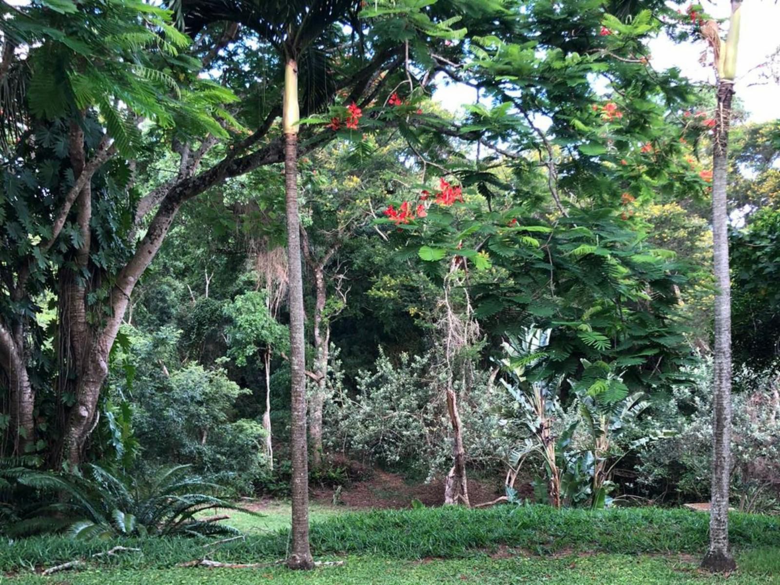 Leopard Tree Lodge, Forest, Nature, Plant, Tree, Wood, Palm Tree, Garden