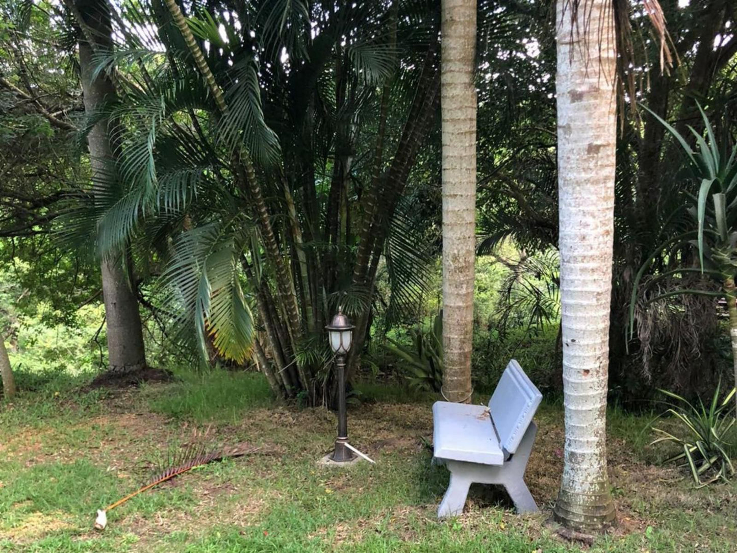 Leopard Tree Lodge, Forest, Nature, Plant, Tree, Wood, Palm Tree