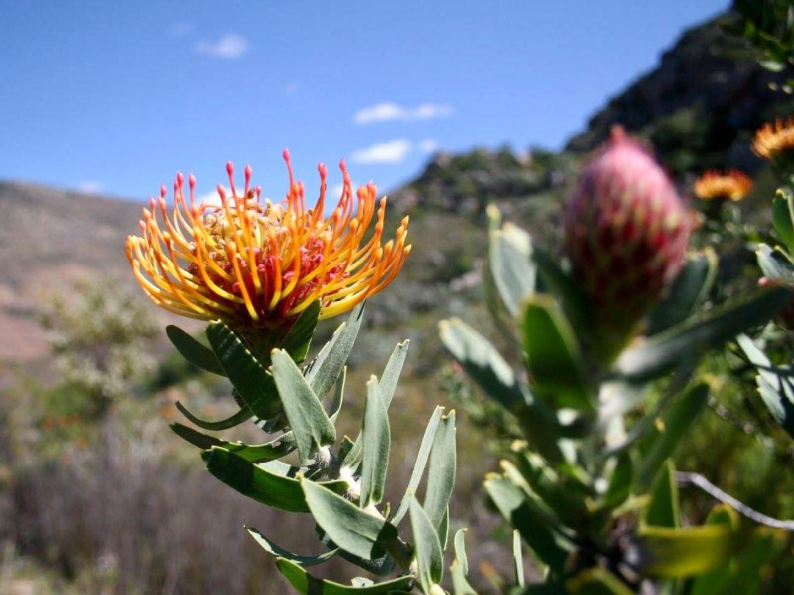 Leopard Valley Eco Retreat Citrusdal Western Cape South Africa Complementary Colors, Plant, Nature