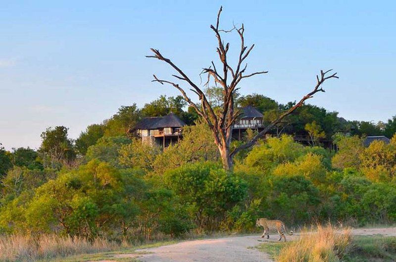 Leopard Hills Private Game Reserve Leopard Hills Private Game Reserve Mpumalanga South Africa Complementary Colors