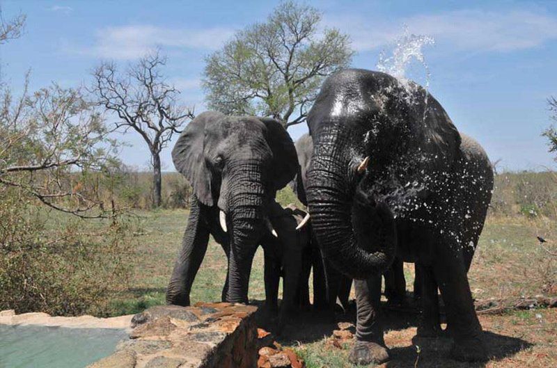 Leopard Hills Private Game Reserve Leopard Hills Private Game Reserve Mpumalanga South Africa Elephant, Mammal, Animal, Herbivore